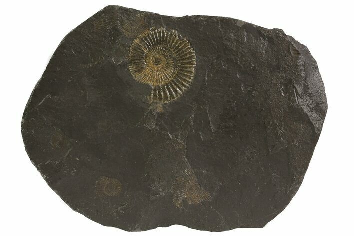Dactylioceras Ammonite Plate - Posidonia Shale, Germany #79327